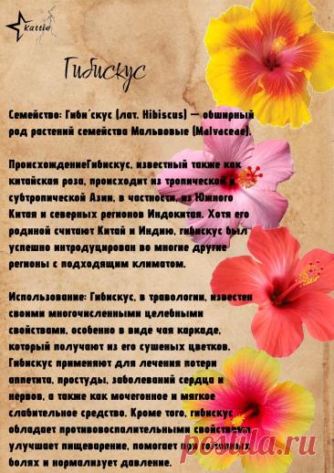 Гибискус