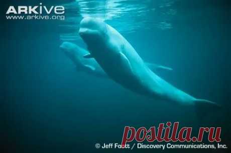 arkive wildlife: 1 тыс изображений найдено в Яндекс Картинках