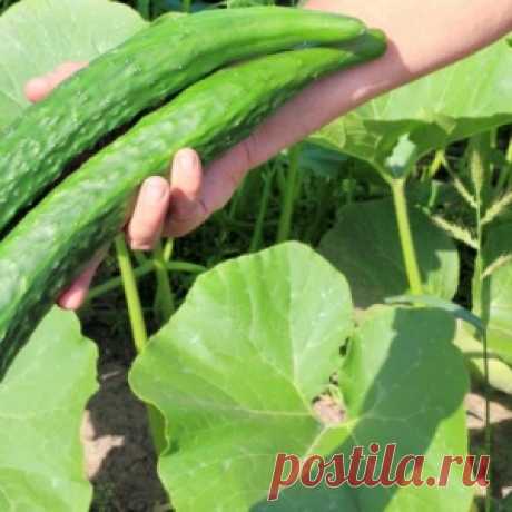 10 секретов отменного урожая огурцов