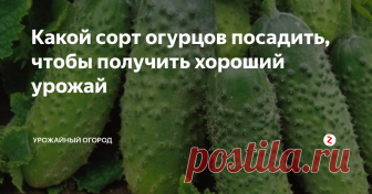 Какой сорт огурцов посадить, чтобы получить хороший урожай расскажу, как правильно выбрать сорт огурцов, и какой сорт посадить, чтобы получить хороший урожай. Рекомендую к прочтению!
Не забывайтесь подписываться на Урожайный огород! Обязательно оставляйте комментарии под статьей, и поставьте, пожалуйста, палец вверх!
Когда заходишь в магазин с семенами, то глаза разбегаются. Обычно мы смотрим на картинку, и если там вид
