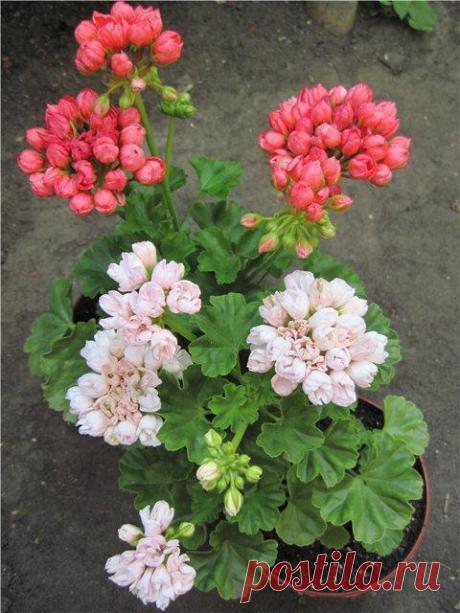 тюльпановидная герань фото