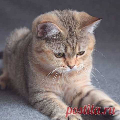 «Шотландская прямоухая кошка - 