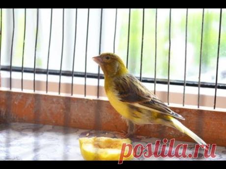 КЕНАР!!! По просьбам подписчиков показываю нашего кенара