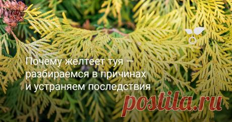 Почему желтеет туя — разбираемся в причинах и устраняем последствия Тую по праву можно назвать королевой ландшафтного дизайна и озеленения приусадебных участков. В наших широтах важно и то, что туи относятся к вечнозелёным растениям. Однако это не значит, что они всегда и в любых ситуациях будут такими. Туи, как и другие растения, могут желтеть, коричневеть и буреть, а в тяжёлых случаях и полностью засыхать. Причины, почему это происходит, в нашей статье.