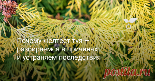 Почему желтеет туя — разбираемся в причинах и устраняем последствия Тую по праву можно назвать королевой ландшафтного дизайна и озеленения приусадебных участков. В наших широтах важно и то, что туи относятся к вечнозелёным растениям. Однако это не значит, что они всегда и в любых ситуациях будут такими. Туи, как и другие растения, могут желтеть, коричневеть и буреть, а в тяжёлых случаях и полностью засыхать. Причины, почему это происходит, в нашей статье.