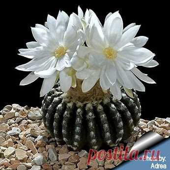 Google+
