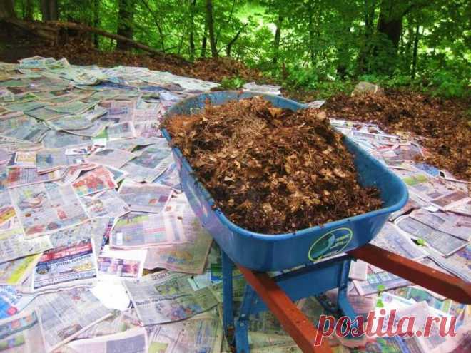 Газон на газетах