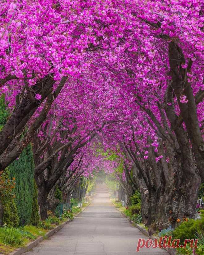 Город Печ, Венгрия