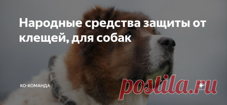Народные средства защиты от клещей, для собак Статья автора «КО-команда» в Дзене ✍: Многие владельцы знают о необходимости защиты своего питомца от клещей, заводского производства, не немногие знают народные средства защиты от клещей, вот сегодня