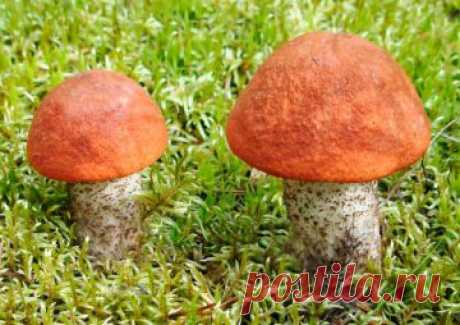 Маринованные красноголовики рецепты приготовления на зиму