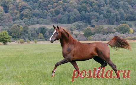 БЕЛКА — «... летящей походкой » на Яндекс.Фотках