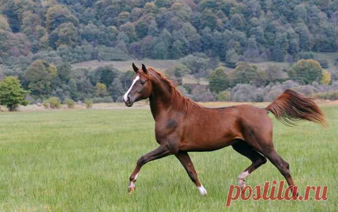 БЕЛКА — «... летящей походкой » на Яндекс.Фотках