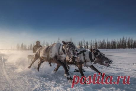 В суровых условиях тундры олени зачастую становятся для человека единственным шансом на спасение. Как ненцы используют оленей для ориентирования на местности – в исследовании Института проблем освоения Севера СО РАН.