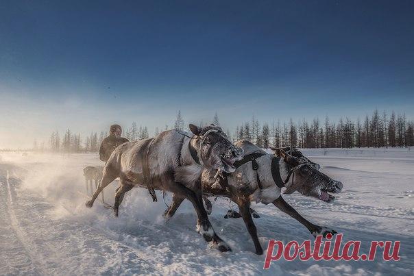 В суровых условиях тундры олени зачастую становятся для человека единственным шансом на спасение. Как ненцы используют оленей для ориентирования на местности – в исследовании Института проблем освоения Севера СО РАН.