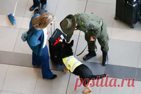 Пассажирки самолета скрыли наркотики в интимных местах и попались из-за походки. Две пассажирки, прячущие наркотики в интимных местах, были задержаны полицией аэропорта при попытке сесть на самолет. Две колумбийки, пытавшиеся улететь из международного аэропорта города Картахена в Колумбии на остров Сан-Андрес, попались полиции из-за одной детали — поведение женщин вызвало подозрение.