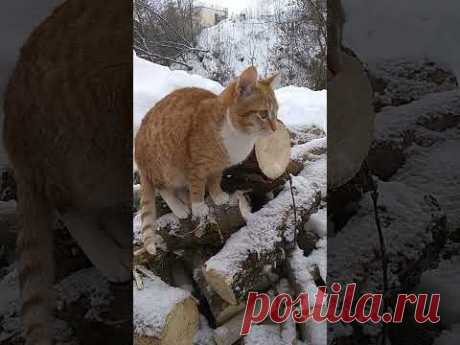 Игрища 🐱