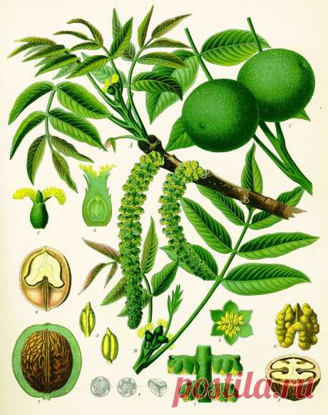 Домашняя аптечка