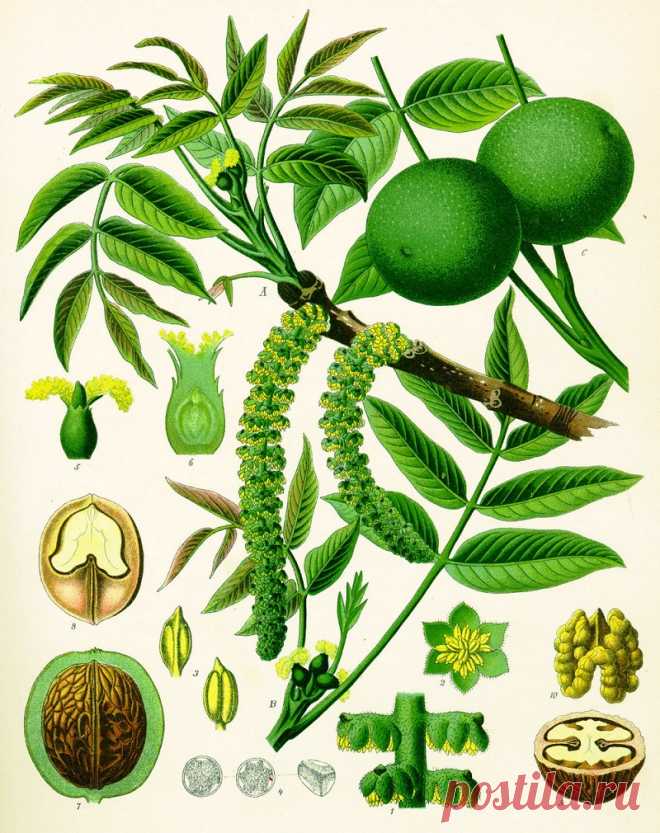 Домашняя аптечка