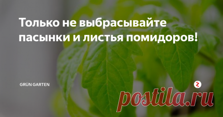 Только не выбрасывайте пасынки и листья помидоров! Так уж заложено природой, что одни растения созданы, чтобы помогать другим. И всеми любимые помидоры, точнее их ботва, тоже наделены таким даром. Но каким?
Оказывается, настой из пасынков и листьев помидор является отличным фунгицидом - средством для борьбы с вредителями. Он отлично справится с колорадским жуком на картошке, а капусту и огурцы избавит от тли, гусениц и паутинного клеща!
Все дело в