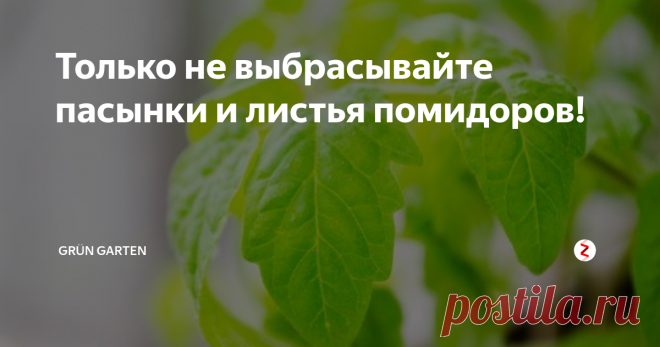 Только не выбрасывайте пасынки и листья помидоров! Так уж заложено природой, что одни растения созданы, чтобы помогать другим. И всеми любимые помидоры, точнее их ботва, тоже наделены таким даром. Но каким?
Оказывается, настой из пасынков и листьев помидор является отличным фунгицидом - средством для борьбы с вредителями. Он отлично справится с колорадским жуком на картошке, а капусту и огурцы избавит от тли, гусениц и паутинного клеща!
Все дело в
