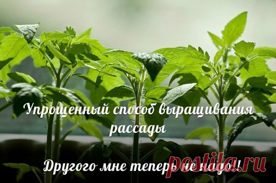УПРОЩЕННЫЙ СПОСОБ ВЫРАЩИВАНИЯ РАССАДЫ