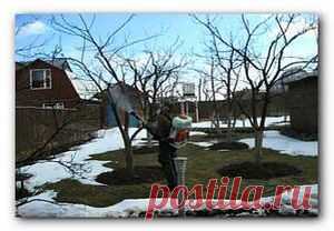 Опрыскивание деревьев и кустарников весной