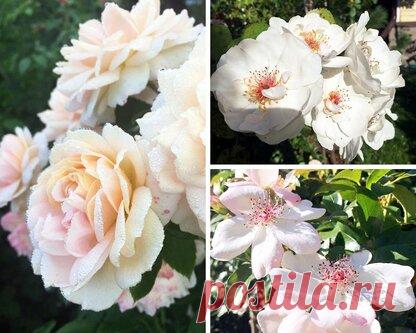 15 хитростей, как ухаживать за розами, от известного розовода Елены Демьянчук