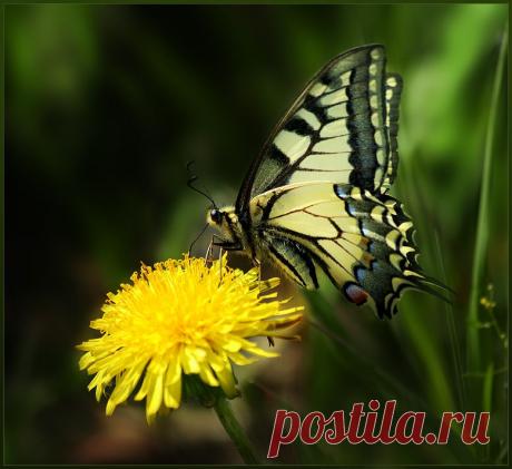 35PHOTO - Вадим Трунов - Махаон