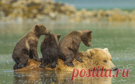 Жизнь животных на фотографиях Жизнь животных из разных уголков мира.