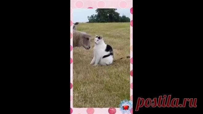 Тут дружбы нет, тут сдержанное снисхождение! Самооценка будь здоров