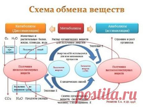 Разгон обмена веществ при похудении или сушке.

Зачастую, причиной застоя результатов при борьбе с жировыми отложениями является замедляющийся обмен веществ.

Обмен веществ (или метаболизм) представляет собой систему химических процессов, происходящих в организме с целью обеспечения его жизнедеятельности, в том числе, таких процессов, как синтез белка и липолиз.