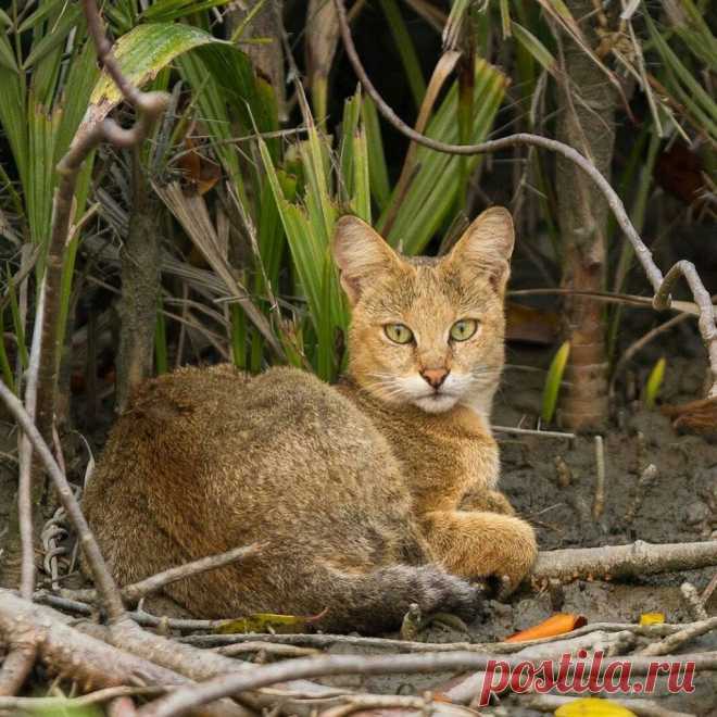 Африканские кошки — Best of Africa
