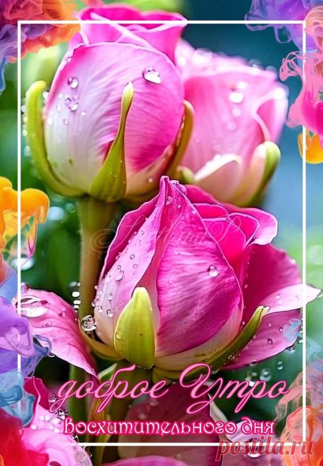 С добрым утром Привет Здрасте Добрый день