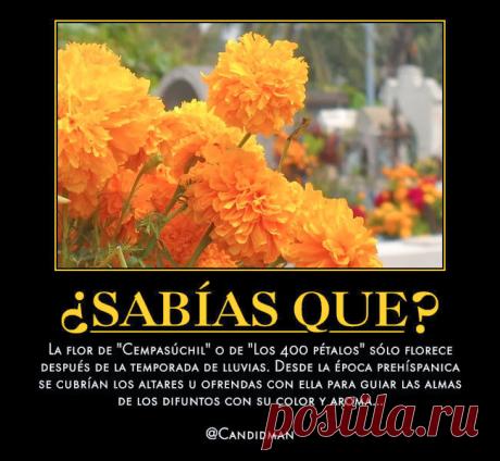 frases de dia de muertos con imagenes - Buscar con Google
