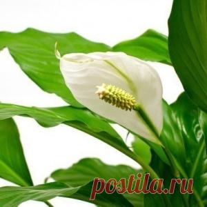 Комнатный цветок 