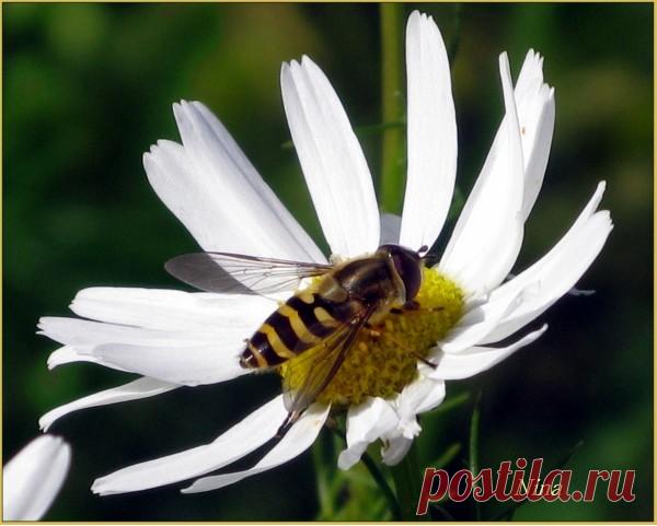 Ромашки. Ирисы. - 71 фото. Фотографии nina kharina.