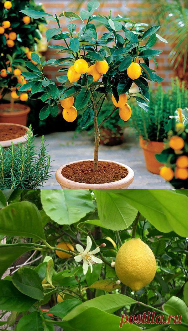 Комнатный лимон - правила выращивания | РОЗЫ