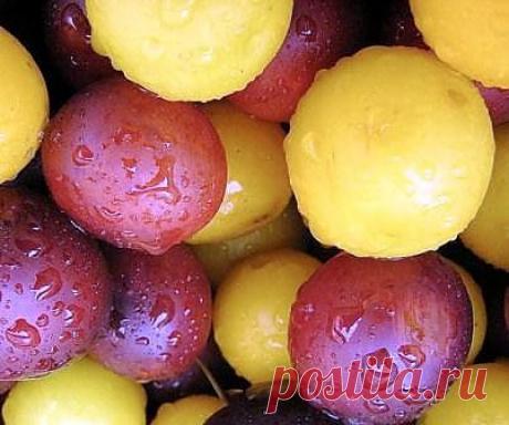Заготовки на зиму из алычи | Женский журнал &quot;Порадка&quot;