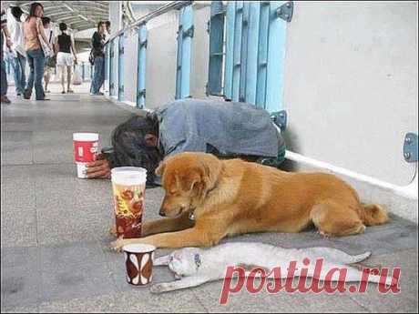 Но Кот Переигрывает  !