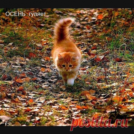 ОСЕНЬ гуляет