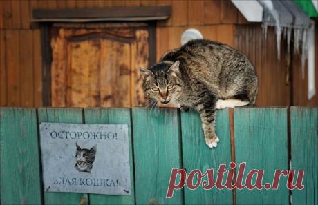 Гроза мышей, птиц и незваных гостей на снимке Алексея Пантелеева: nat-geo.ru/community/user/203256/.