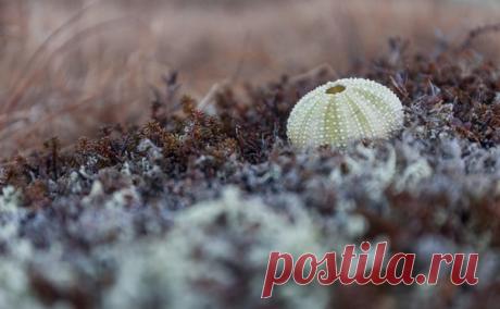 «Жемчуг Кольского полуострова». Морской ёж, выброшенный на побережье. Снимок Михаила Левинского: nat-geo.ru/photo/user/117373/