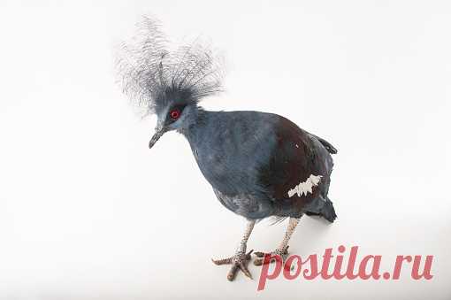 A Vulnerable Bare Faced Curassow Crax Fasciolata At The Faunia Zoo Stock Photo | Getty Images