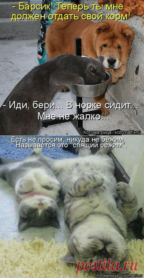 Новый сборник котоматриц | ПИТОМЦЫ
