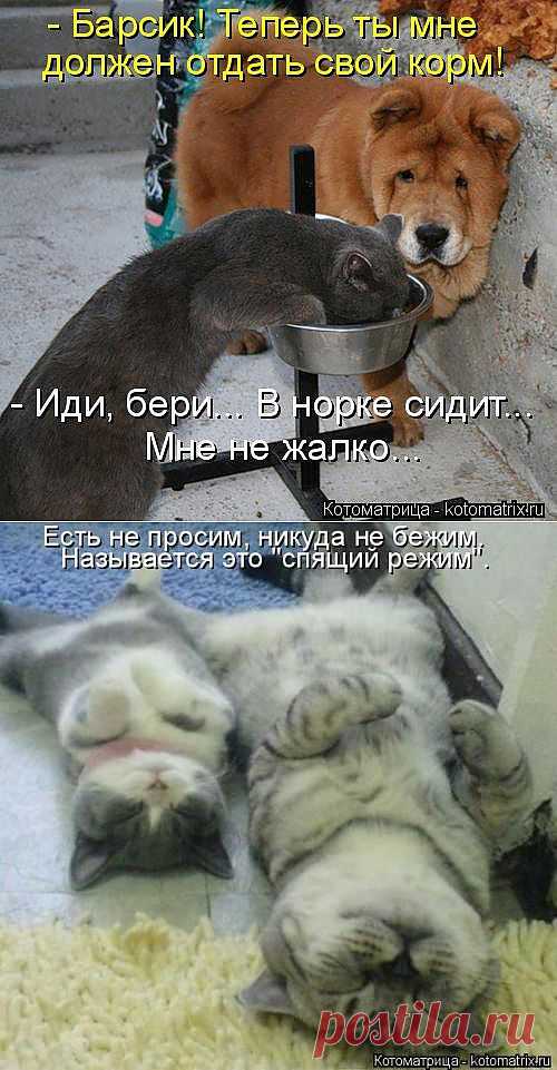 Новый сборник котоматриц | ПИТОМЦЫ