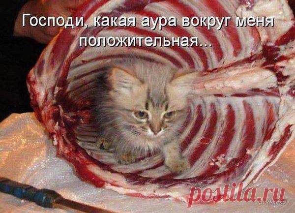 Жить, как говорится, хорошо!
-А хорошо жить ещё лучше!