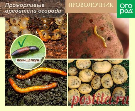 Топ-10 самых прожорливых вредителей огорода | Болезни и вредители (Огород.ru)