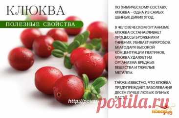 Клюква полезные свойства