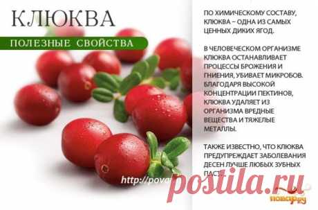 Клюква полезные свойства