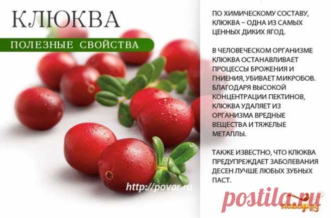 Клюква полезные свойства